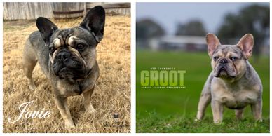 Fawn sable dam; Blue merle with tan points sire; AKC french bulldogs