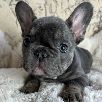 Blue with tan points french bulldog. AKC french bulldog puppy.