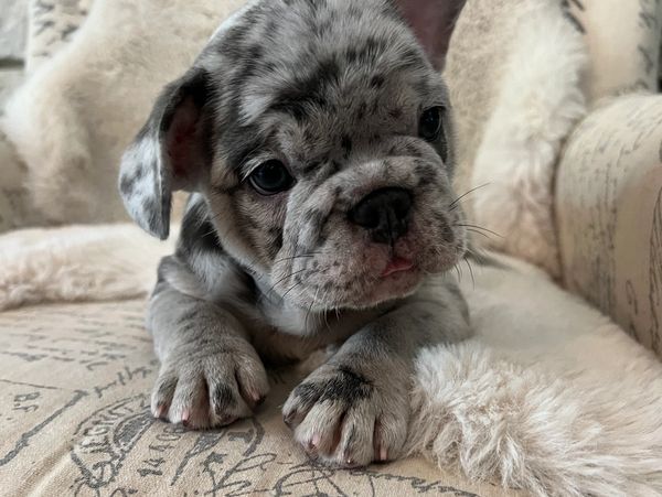 Blue merle french bulldog puppy. AKC french bulldog.