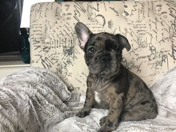 Brindle merle french bulldog puppy (exotic color). AKC french bulldog.