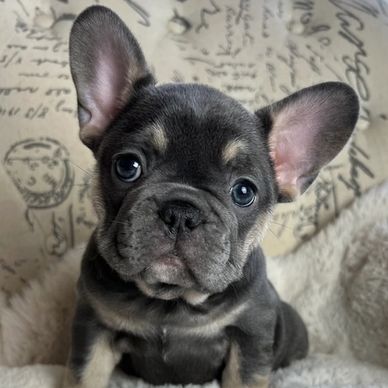 Blue with tan points french bulldog. AKC french bulldog puppy.
