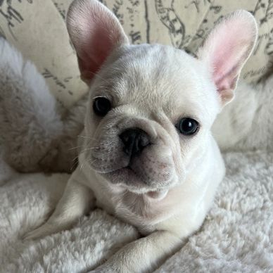 Cream french bulldog. AKC french bulldog puppy.