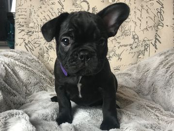 Brindle french bulldog puppy (standard color) AKC french bulldog.