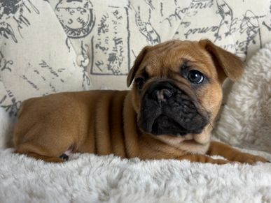 Red Fawn french bulldog puppy. AKC french bulldog.