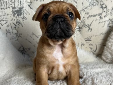 Red Fawn french bulldog puppy. AKC french bulldog.