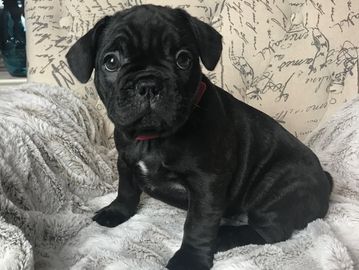 Brindle french bulldog puppy (standard color) AKC french bulldog.