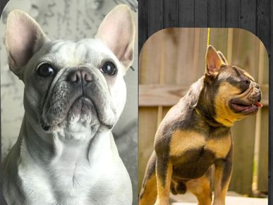 Cream french bulldog dam; Blue and tan french bulldog sire. AKC french bulldogs.