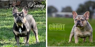 Blue with Tan points dam; Blue merle with tan points sire