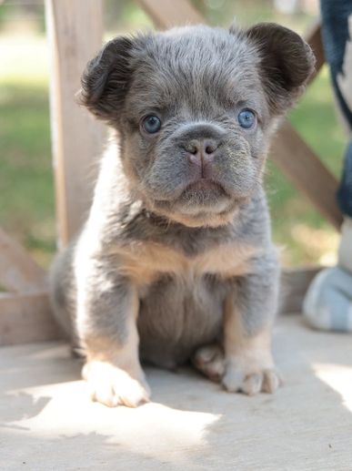 Lilac and tan fluffy french bulldog puppy
