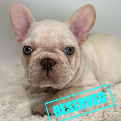 Platinum cocoa and tan merle french bulldog. Cream in appearance.
