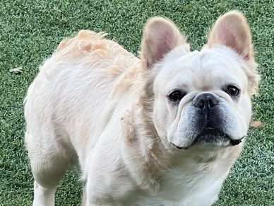 Fluffy french bulldog, french bulldog stud, cream french bulldog, french bulldog breeding, frenchie