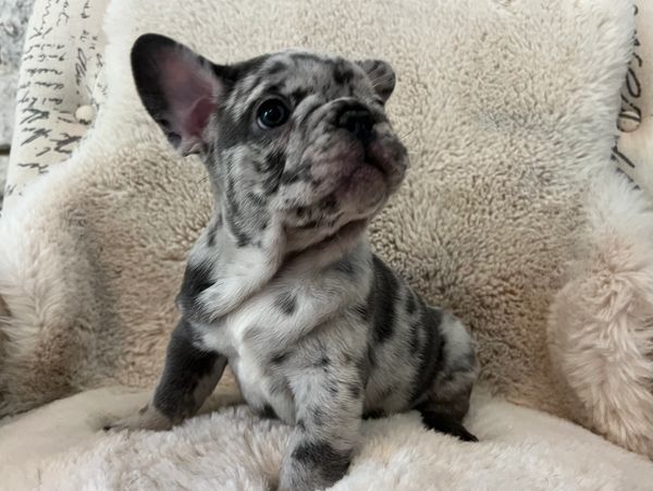 Blue merle french bulldog puppy. AKC french bulldog.