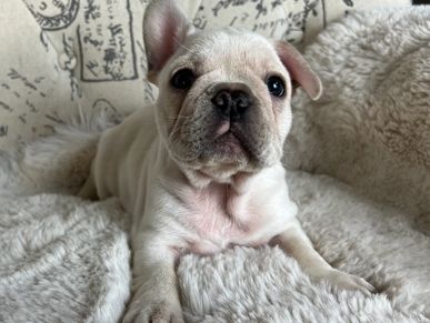 Cream french bulldog puppy. AKC french bulldog.
