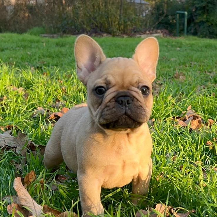 Fan french bulldog puppy. AKC french bulldog.