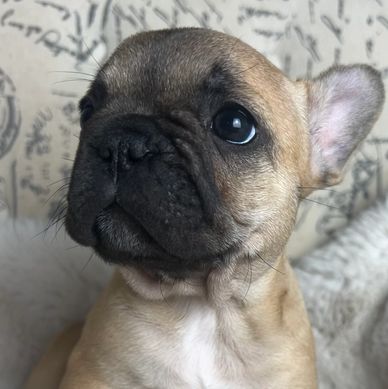 fawn french bulldog puppy