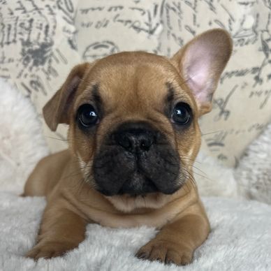 red fawn french bulldog puppy