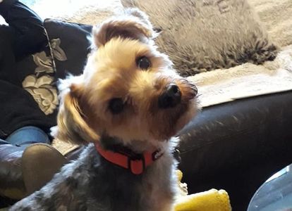 Yorkshire Terrier with head tilted wearing a red collar