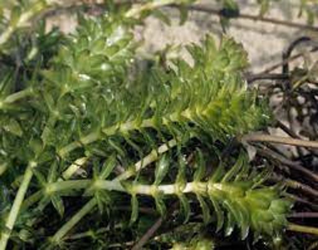 Exoctic Hydrilla