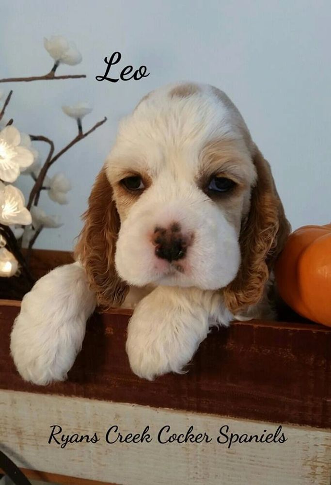 AKC red/white parti American Cocker Spaniel