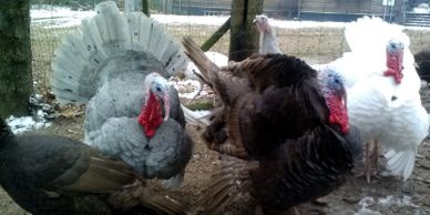 Heritage Turkeys