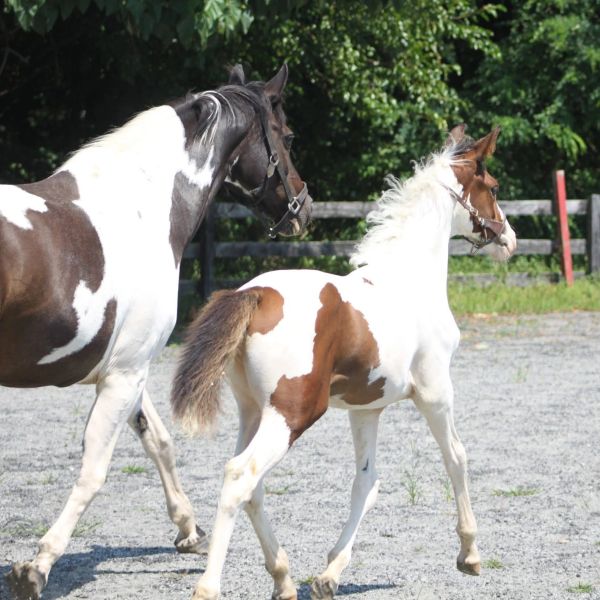 Two brown and white horses walking side by side outdoors.