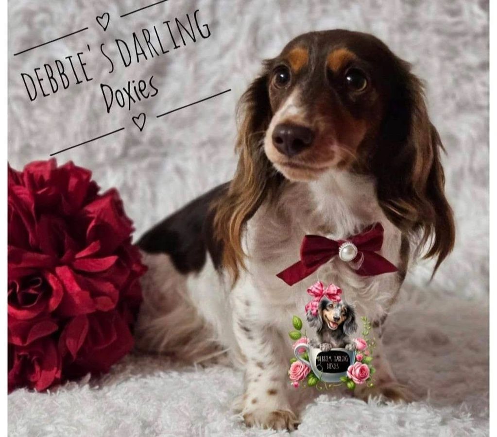 Dachshund dog with a red bow tie sitting on a fluffy white surface.