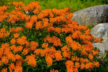 Butterfly Weed
