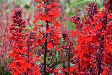 Cardinal Flower