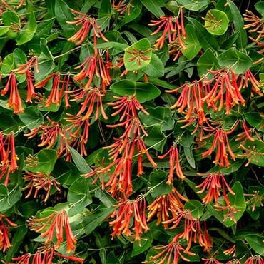 Trumpet Honeysuckle