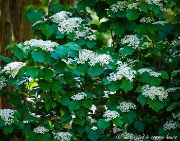 Viburnum