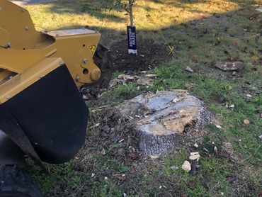 Tree stump being ground with machinery as a new tree is planted nearby.