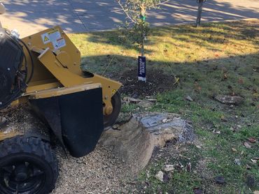 A stump grinder machine working near a newly planted tree in a residential yard.