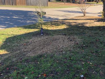 Newly planted tree with mulch in a sunny neighborhood yard.