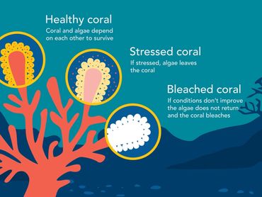 Animation of the effects of coral bleaching.