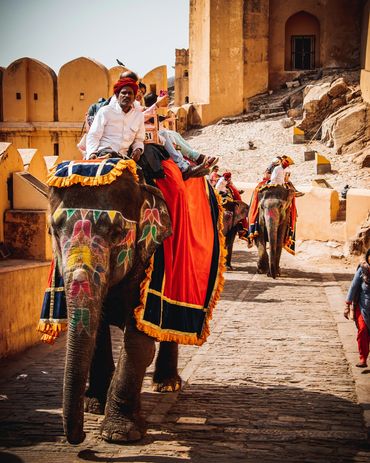Elephant at Amber Fort in jaipur