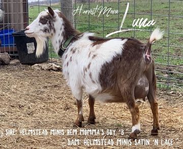 Prefresh Luna