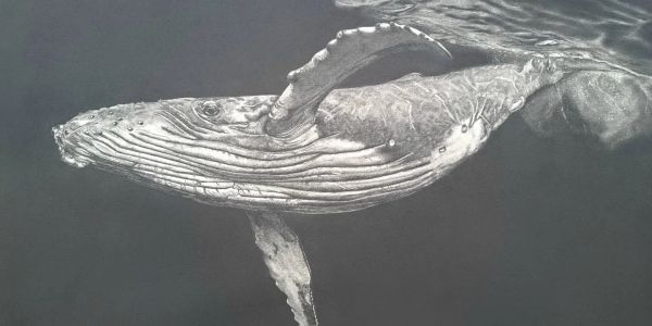 Graphite drawing of a humpback whale gliding gracefully through dark ocean waters