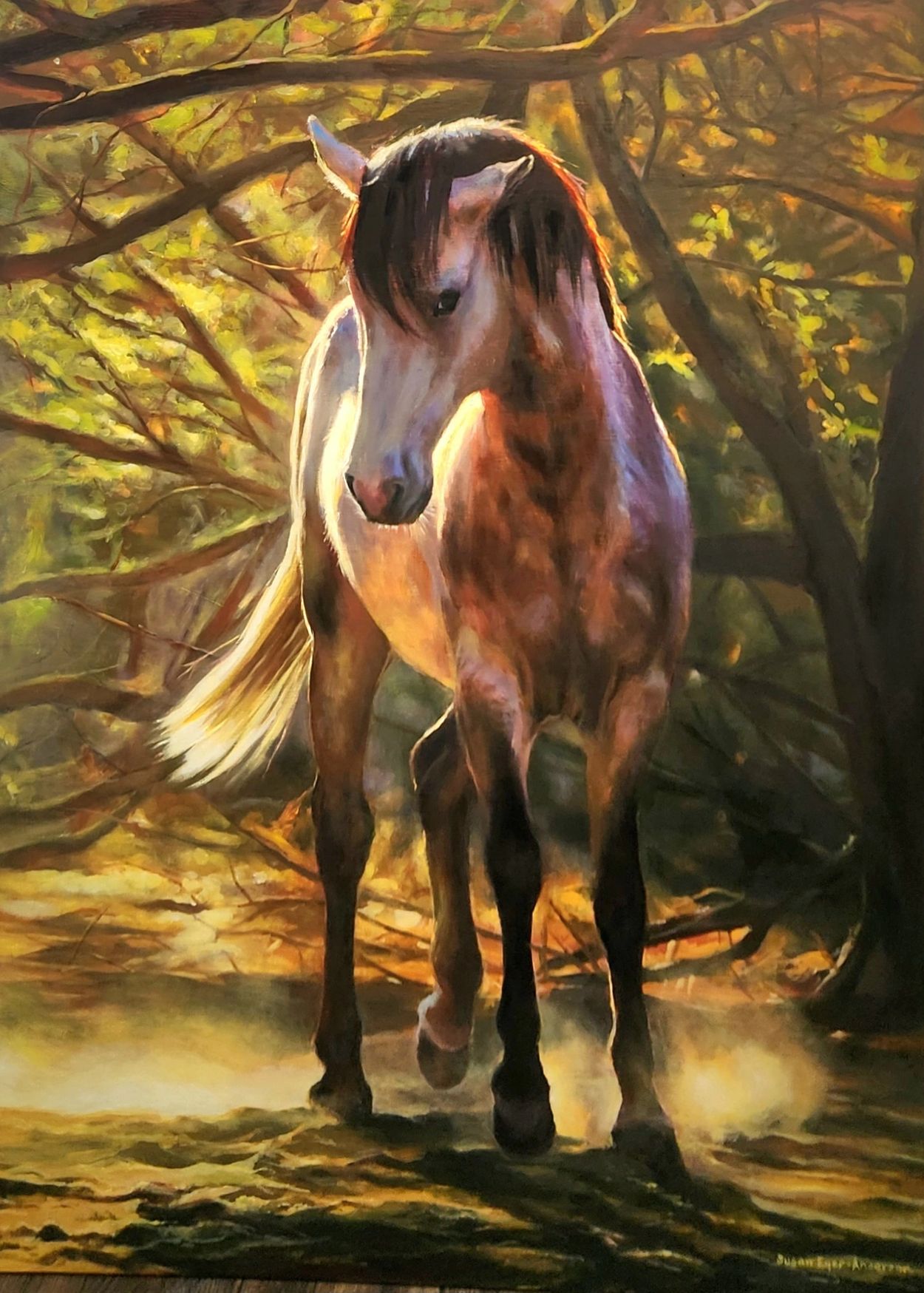 This is a stallion within the Salt River Mustang herd  management area. His name is Tioga, and he is