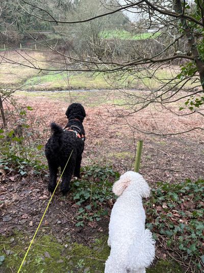 Two dogs, one black and one white, stand on a leafy forest path looking out over a field.