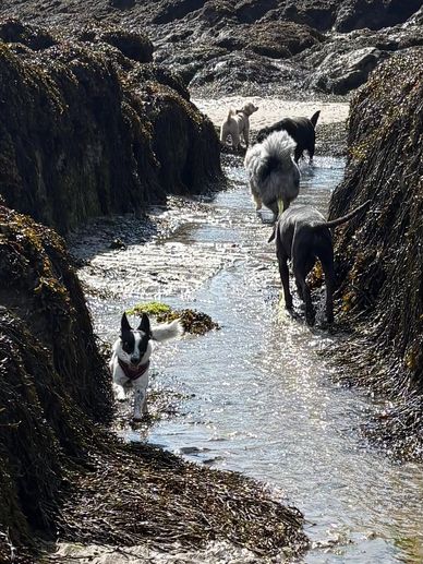 Four dogs walking through a narrow rocky stream at low tide.