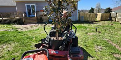 Magnolia tree install, spring Hill tn