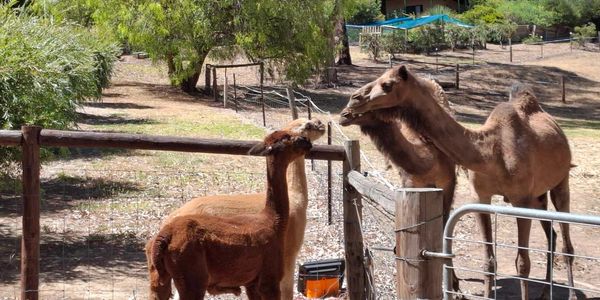 Two alpacas and two camels facing each other across a wooden fence on a sunny day.