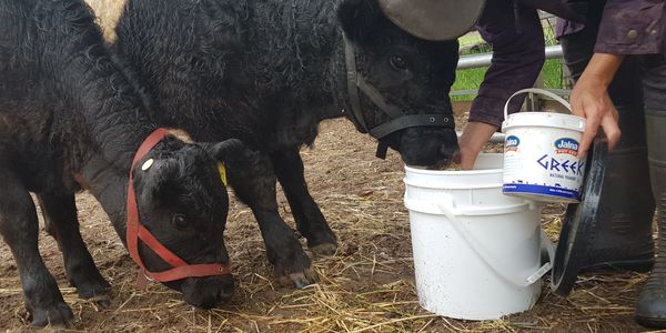 Two calves eating from a bucket while a person tends to them.