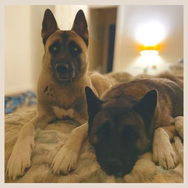 Golden blonde American Japanese akita siberian husky mix wolf like dog