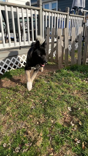 Puppies akita husky dog puppy wolf wolves companion pet small business art raw diet designer pet