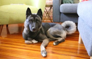 Puppies akita husky dog puppy wolf wolves companion pet small business art raw diet designer pet