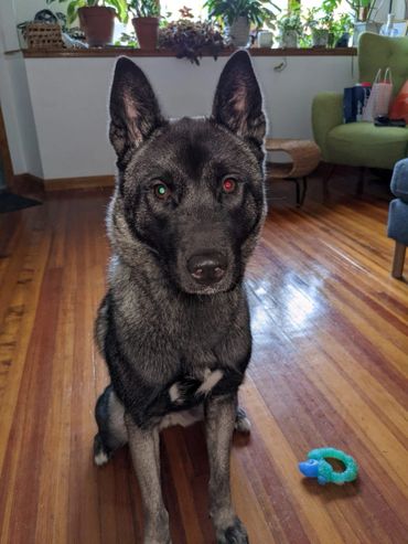 Puppies akita husky dog puppy wolf wolves companion pet small business art raw diet designer pet