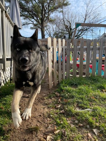 Puppies akita husky dog puppy wolf wolves companion pet small business art raw diet designer pet