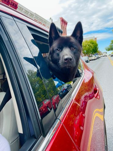 Puppies akita husky dog puppy wolf wolves companion pet small business art raw diet designer pet