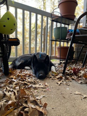 Puppies akita husky dog puppy wolf wolves companion pet small business art raw diet designer pet